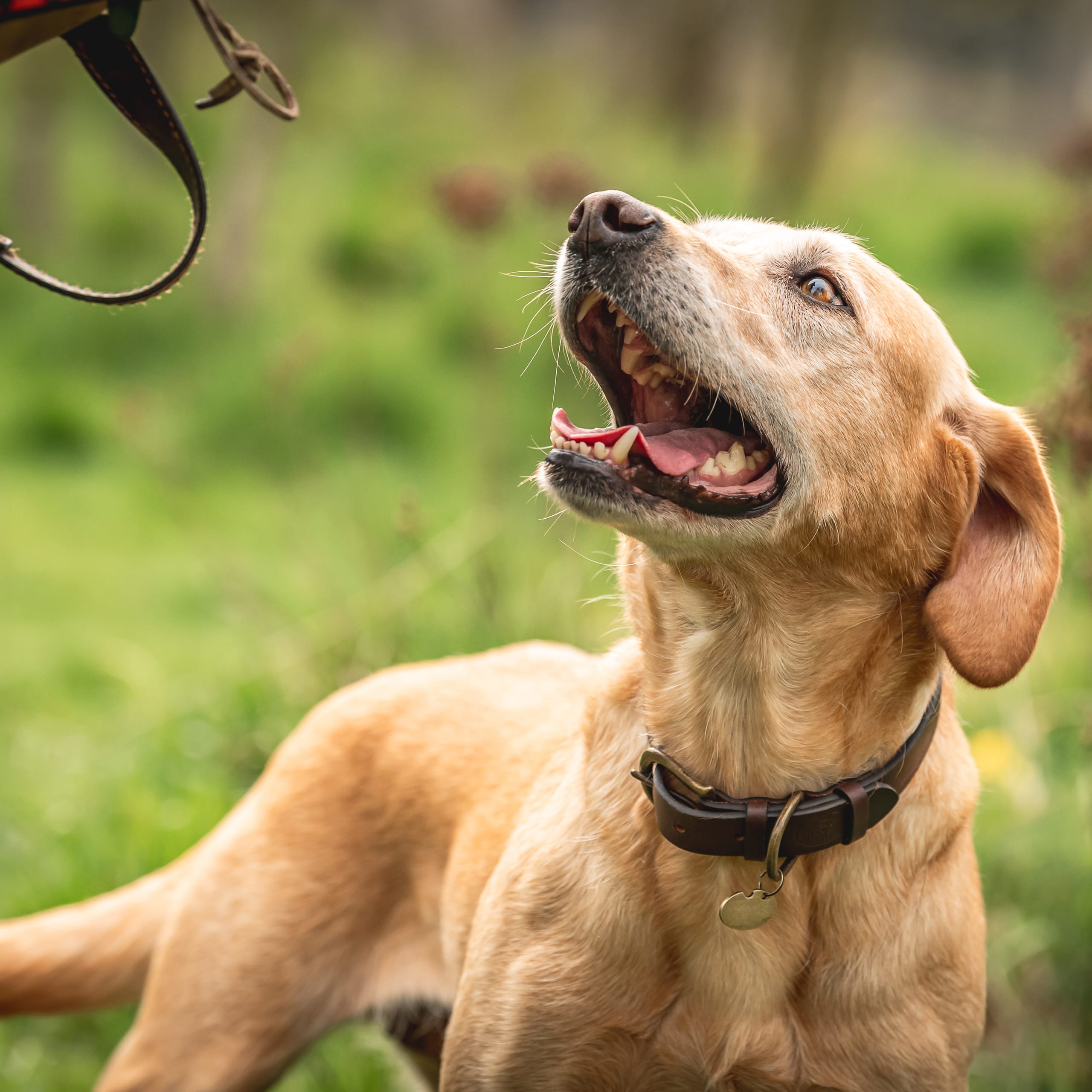 Le Chameau dog collar